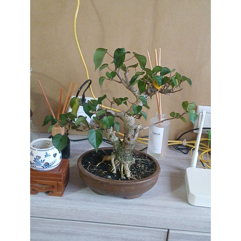 Bonsai Waru wayang
