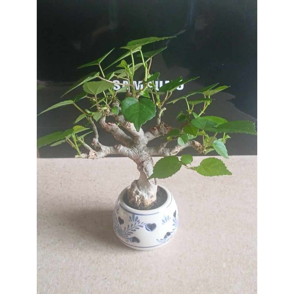 Bonsai mini waru india
