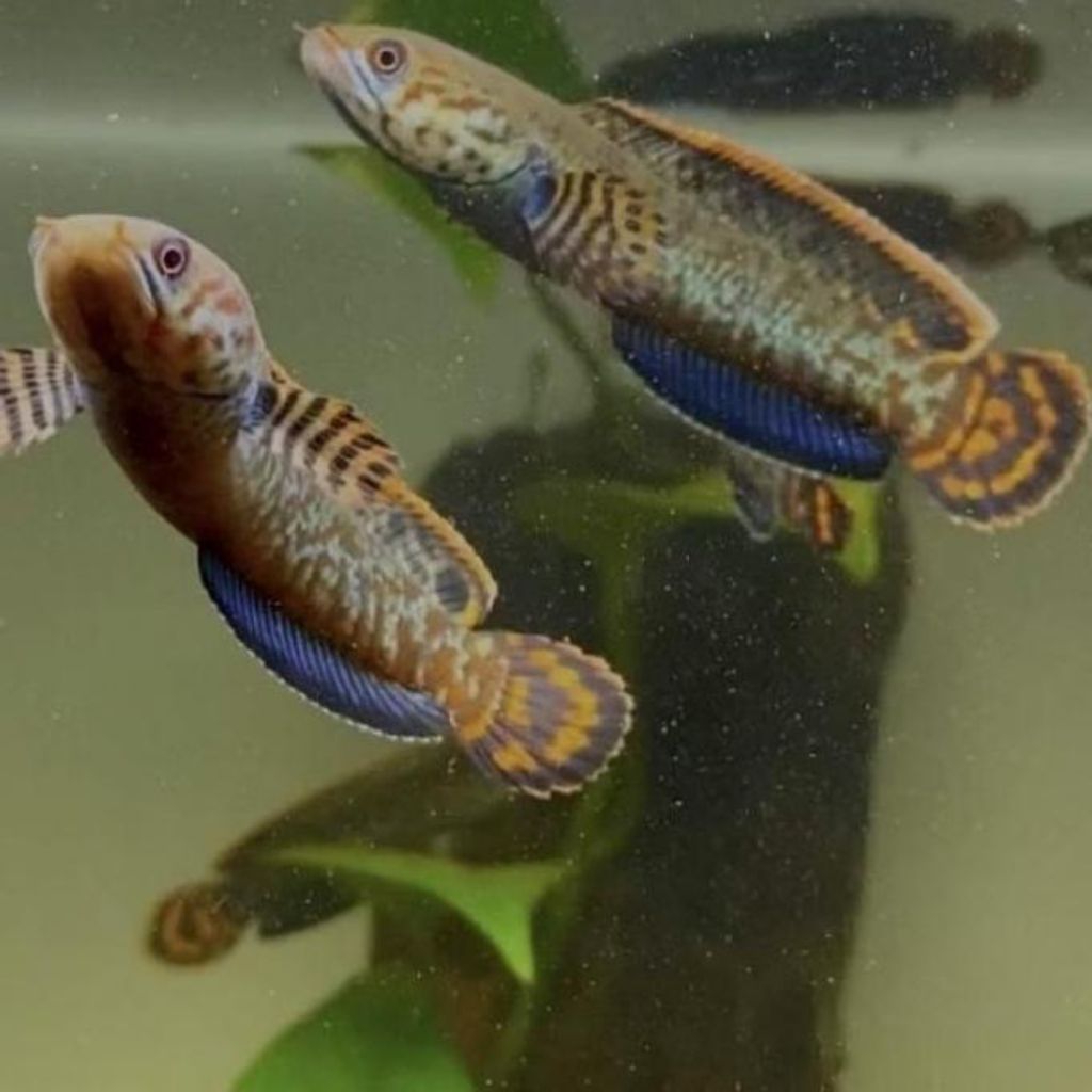 channa bleheri GRAT A rainbow size 3-6 cm (isi5ekor)