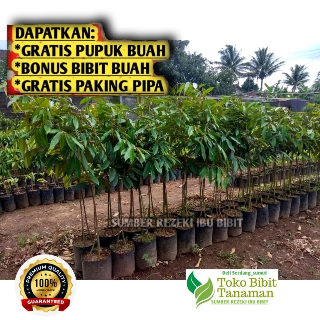 Bibit Durian Bawor Kaki 3 Tinggi Satu Meter