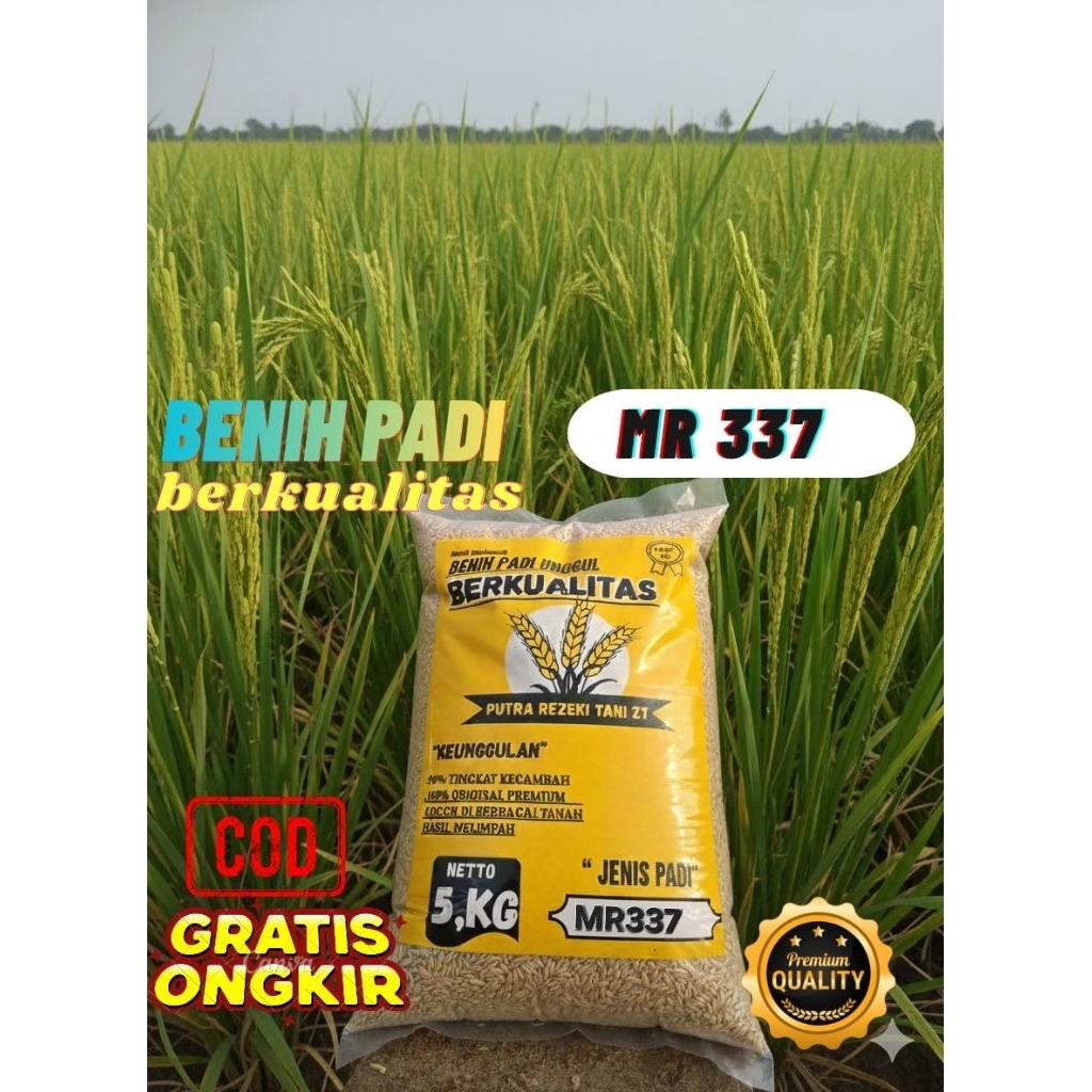 Benih padi bibit padi MR337 original kemasan 5kg