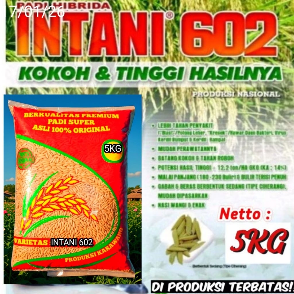 (5kg) BENIH PADI UNGGUL HIBRIDA INTANI 602 BERKUALITAS.