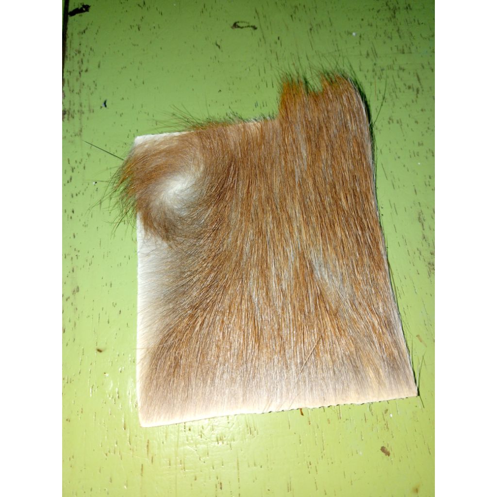 kulit kijang asli kidang 10 *9 cm