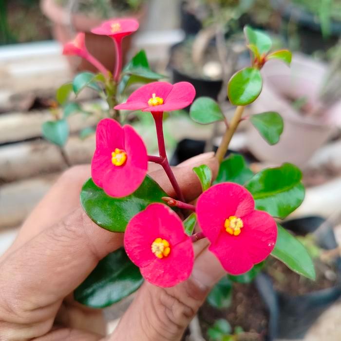 Tanaman langka Euphorbia bunga merah tanpa duri bagus cantik tahan panas adaptasi