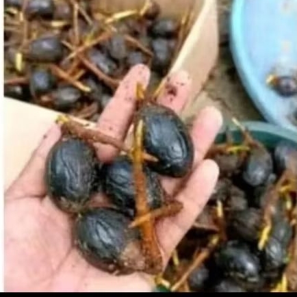 KECAMBAH BIJI PALA SUPER BAHAN BIBIT /100 BIJI