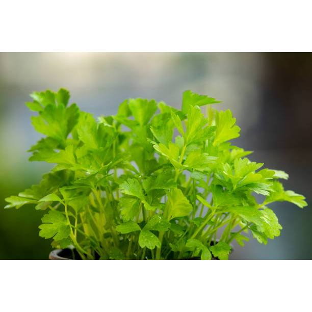 SIAP TANAM BENIH SELEDRI HIJAU