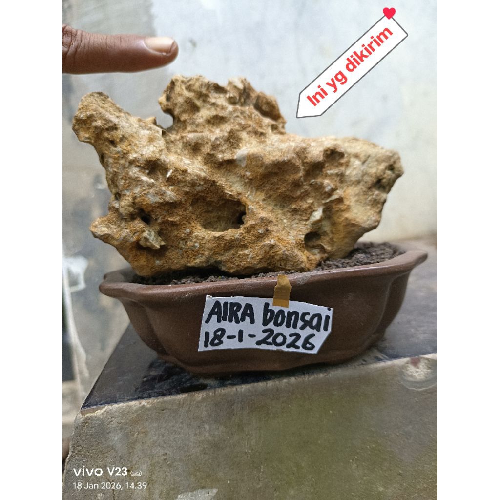 batu karang gunung untuk bonsai, aqua scape, reptil