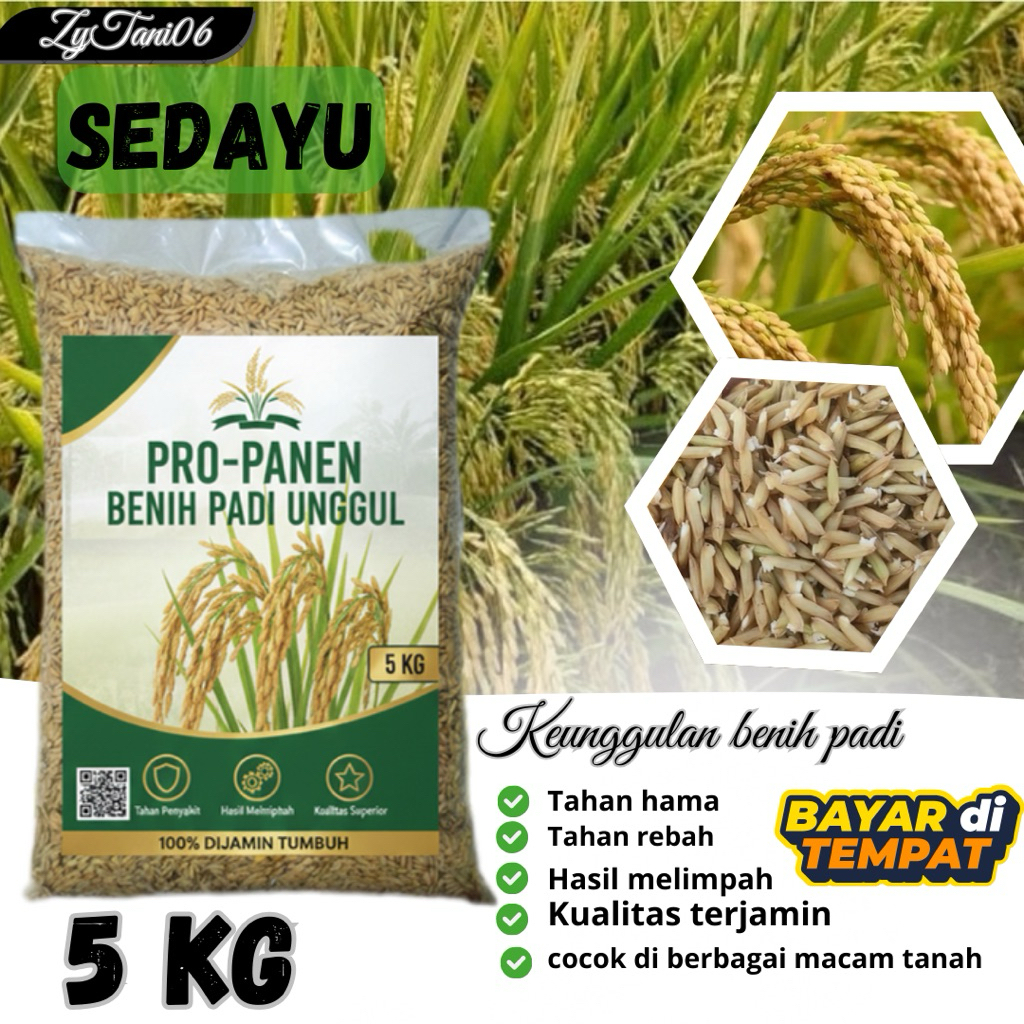 benih padi unggu SEDAYU kemasan 5kg berkualitas