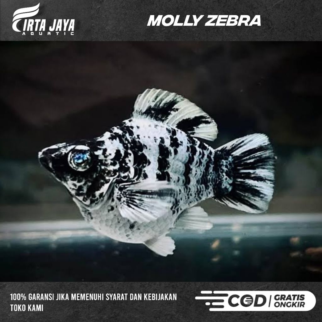 MOLLY ZEBRA HIASAN AQUARIUM/AQUASCAPE