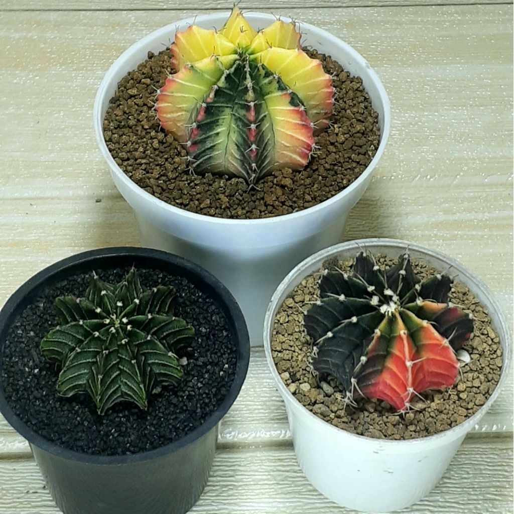 Kaktus LB Hybrid Dua Buah & LB2178 ORI (1 paket)PROMO