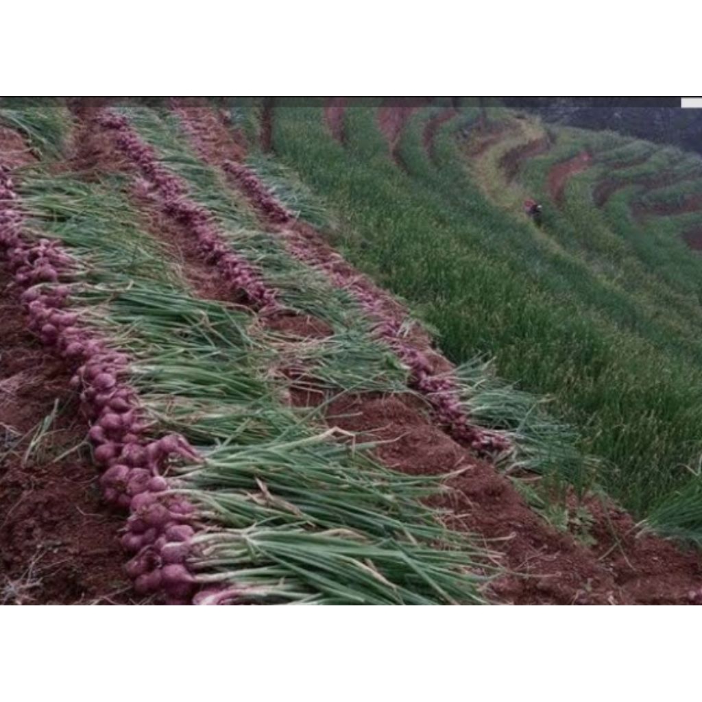 1,5 kg bawang merah super murah kering asli Temanggung ukuran sedeng besar