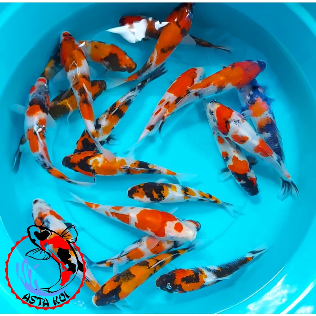 Ikan Koi Showa