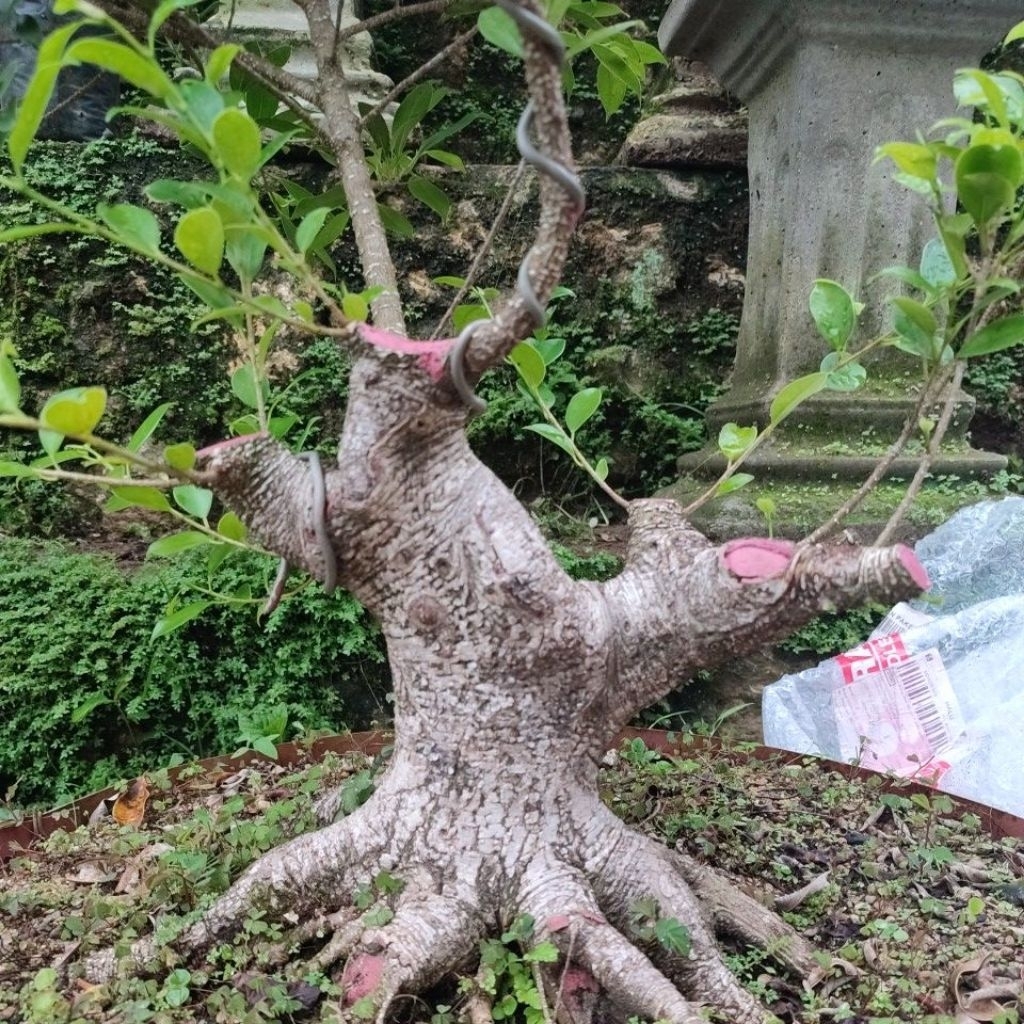 kimeng bogelan tahapan