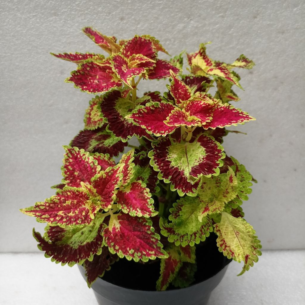 Plant Miana Sultan Amor Berakar Dan Bercabang