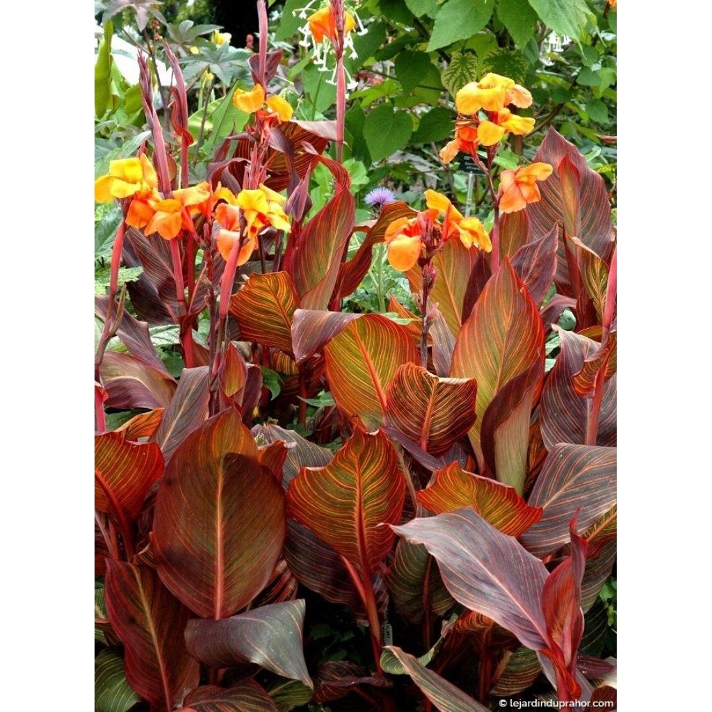 Tanaman Hias Pisang Bugis Merah Canna Indica Rubra dengan Daun Merah dan Bunga Kuning Menawan