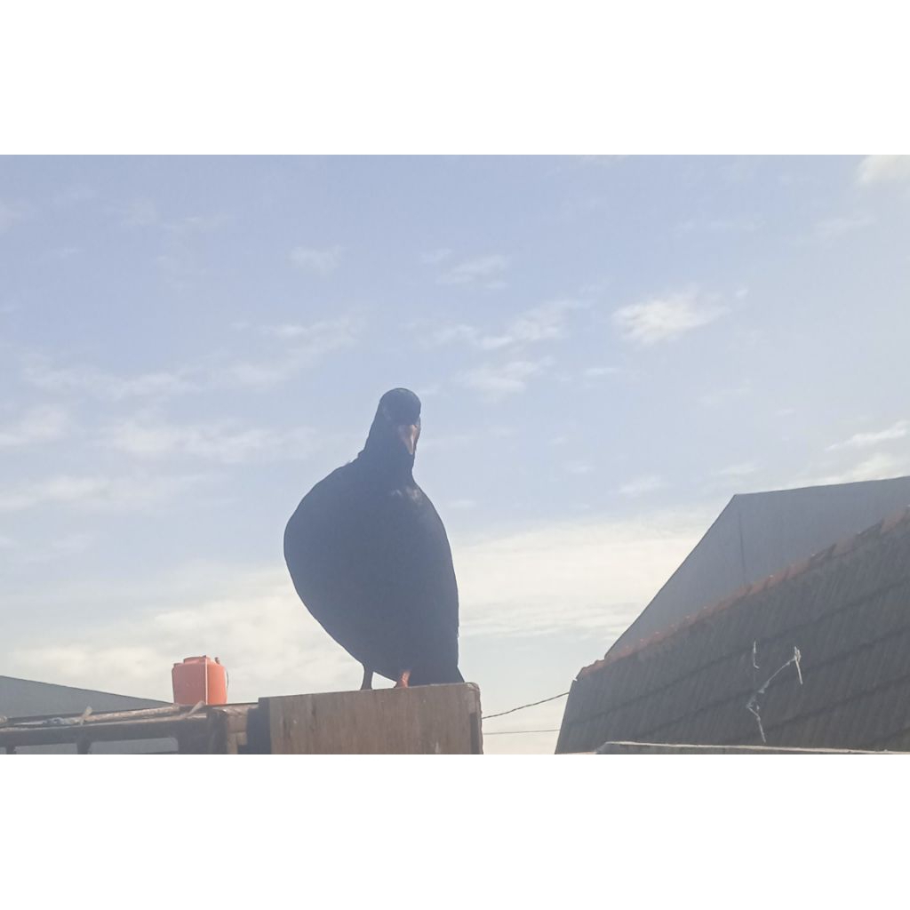 burung merpati hitam pasangan