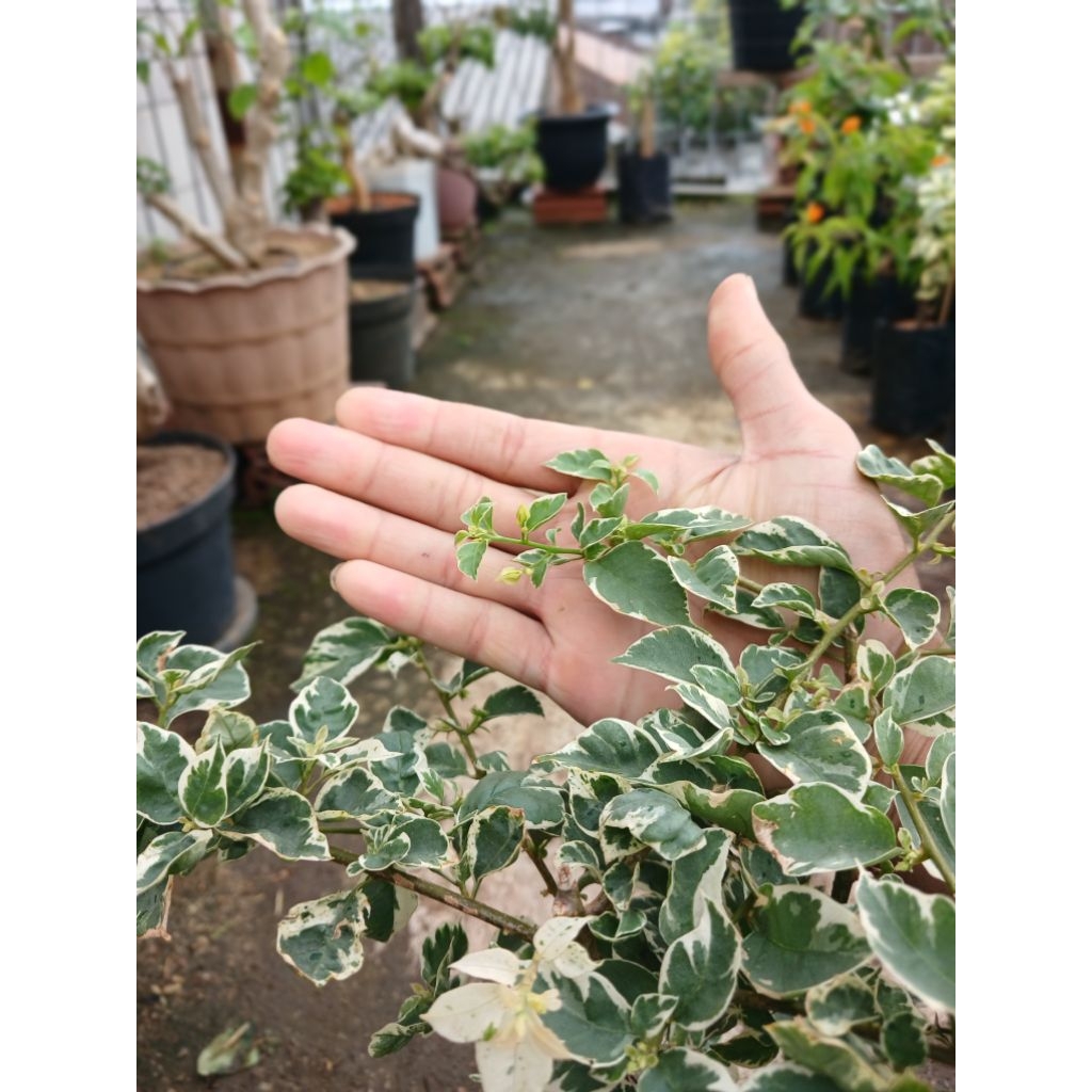 bougenville sakura belacan