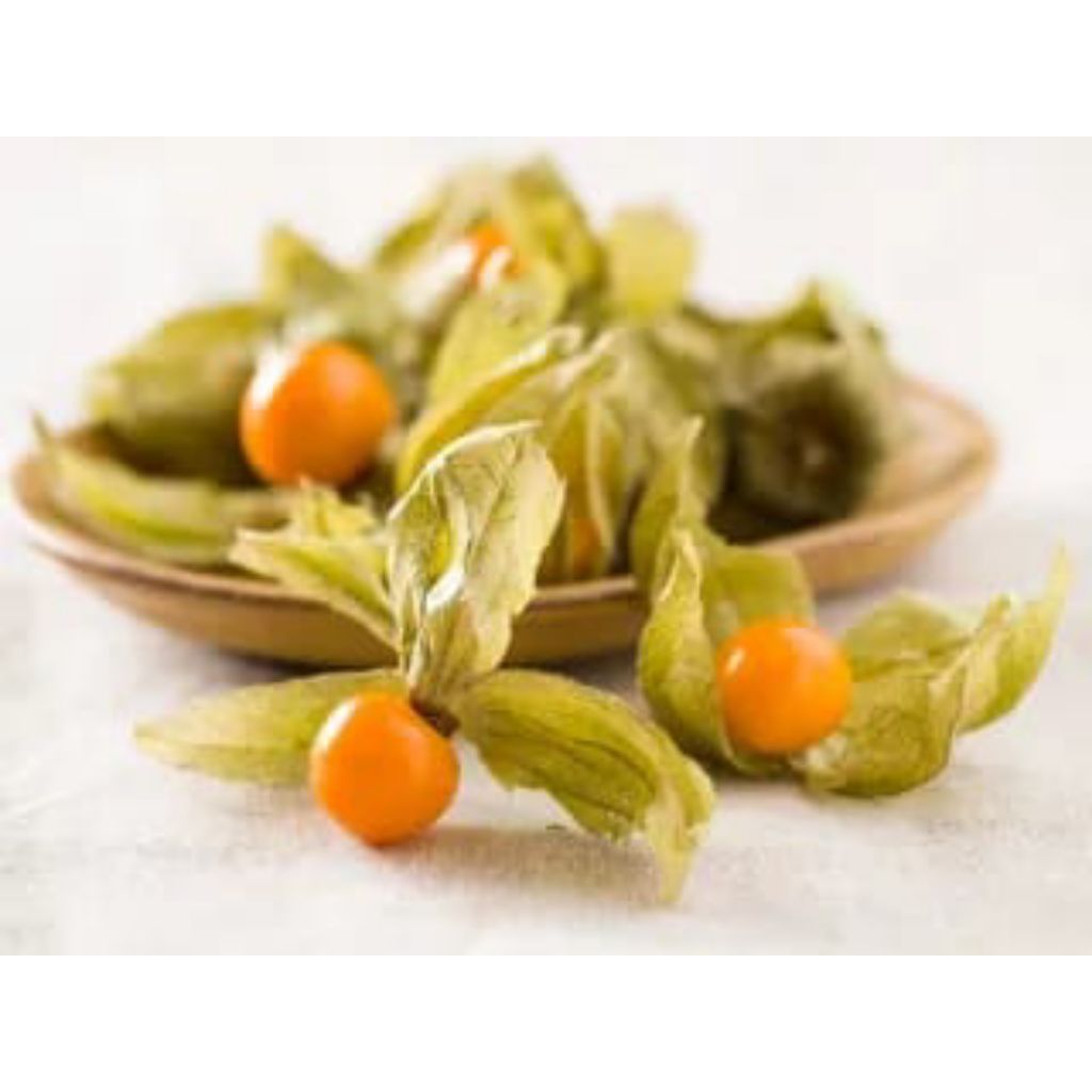 Buah Ciplukan atau Golden Berry segar fresh best seller