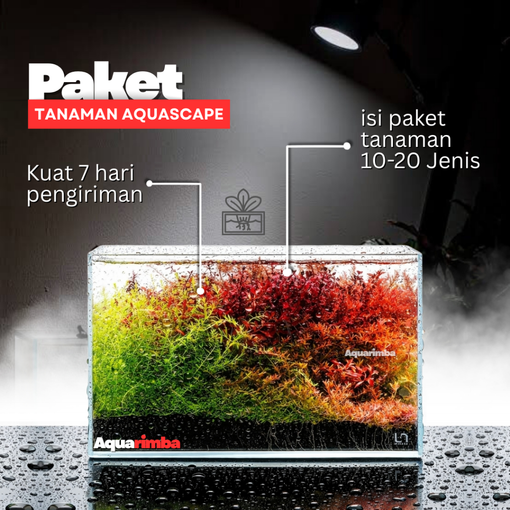 Paket Dutch Style  ( Tanaman Aquascape Tumbuhan Air Hidup Hiasan Dekorasi Pohon Rumput Aquarium )