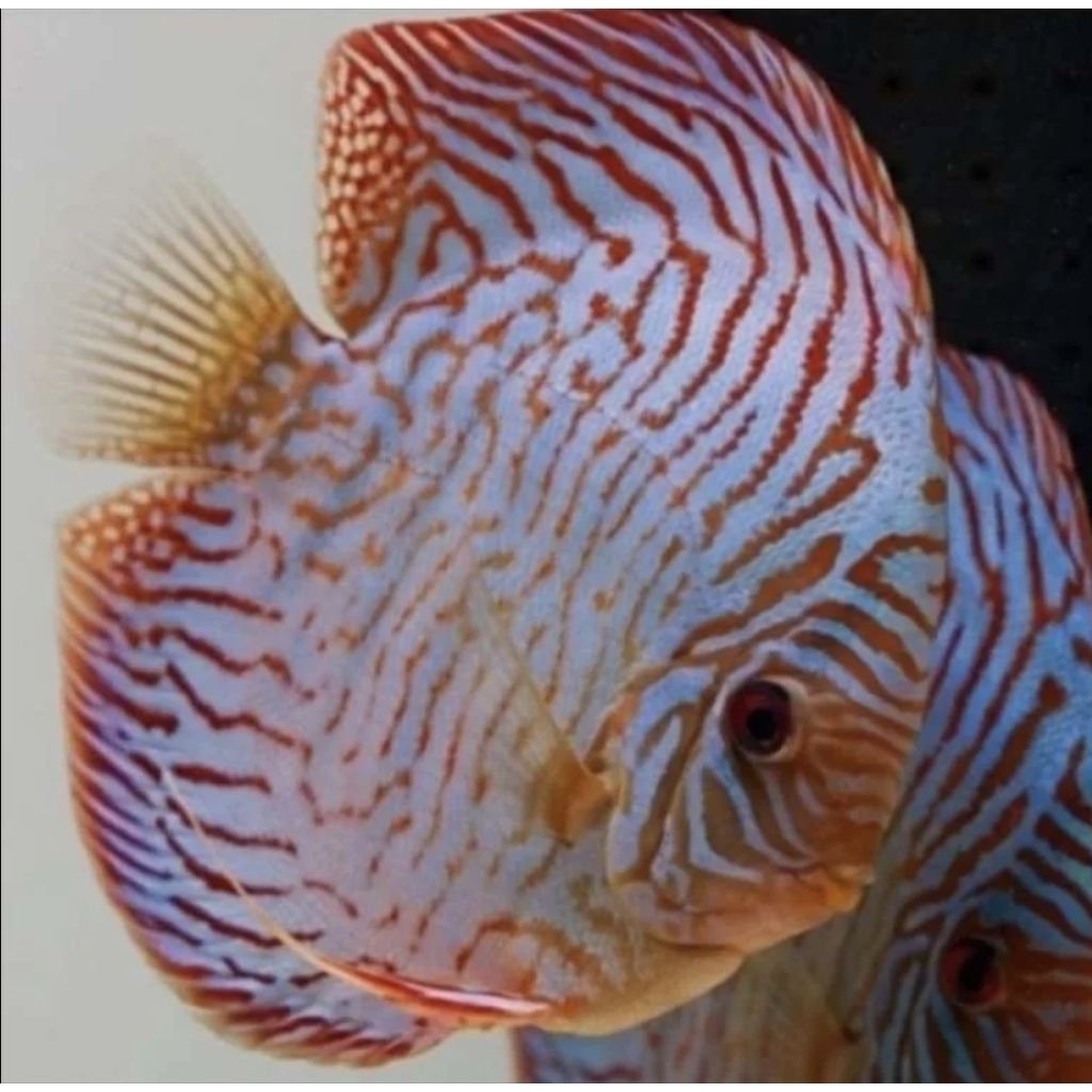 Discus Mozaik Tiger // Best Quality