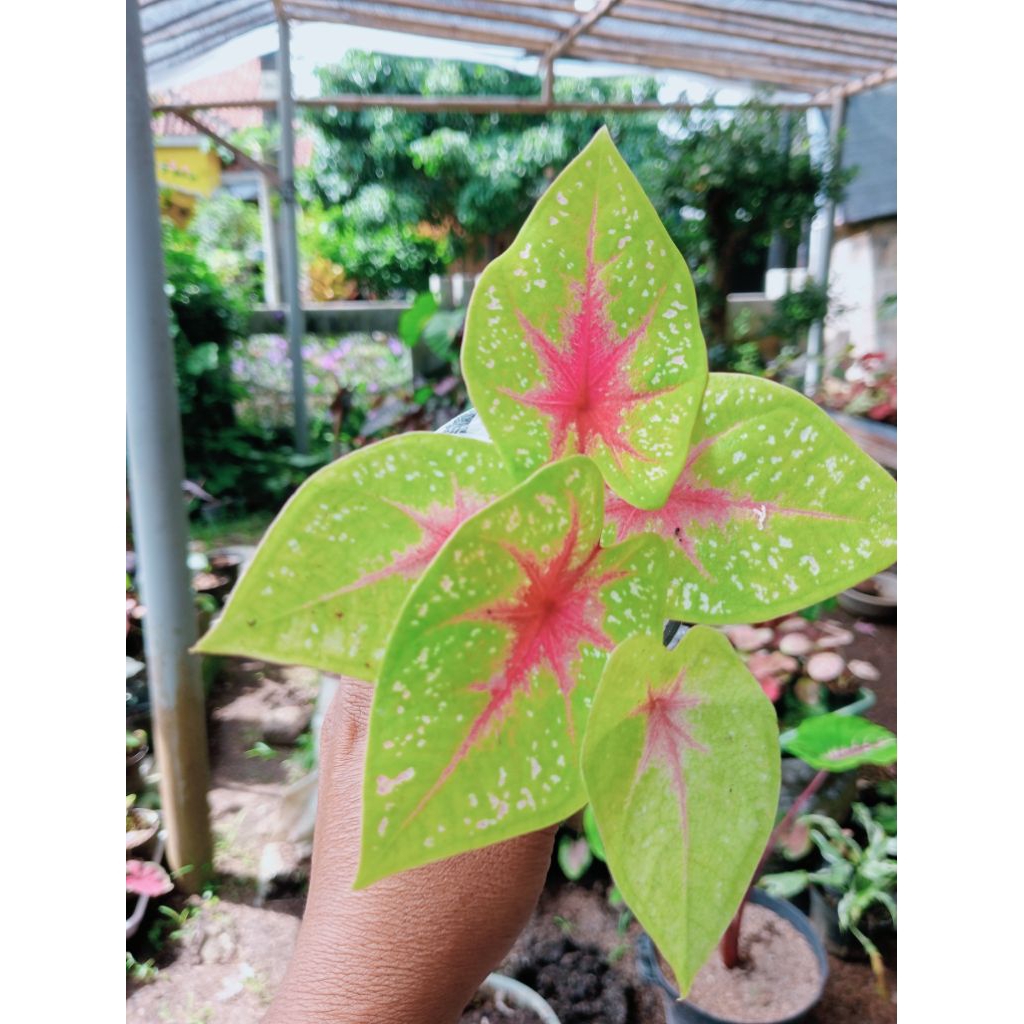 keladi TOS (tears of the sun) size anakan