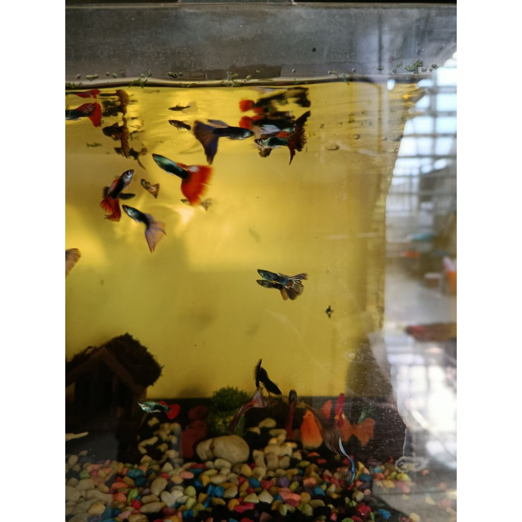 Ikan Guppy sepasang
