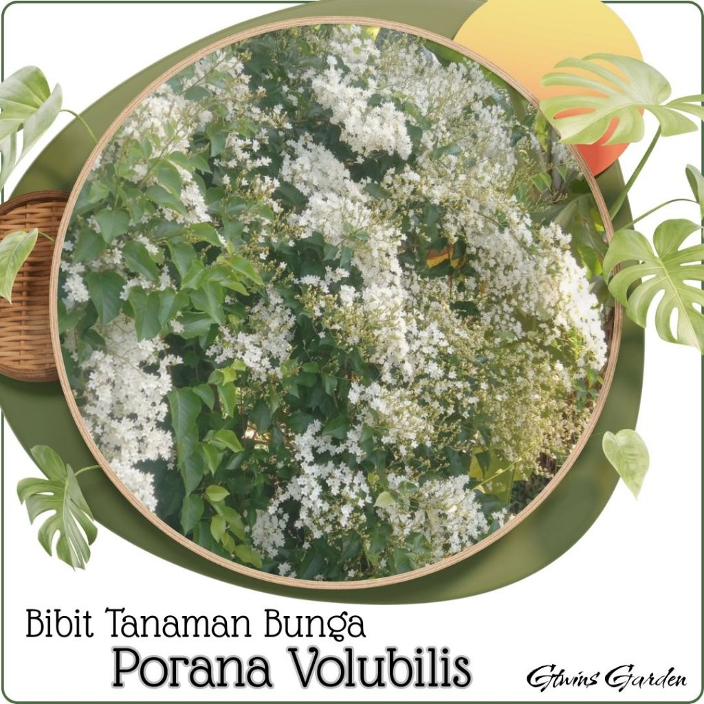 Bibit Tanaman Hidup Bunga Porana Volubillis Putih Vegetasi Lebah