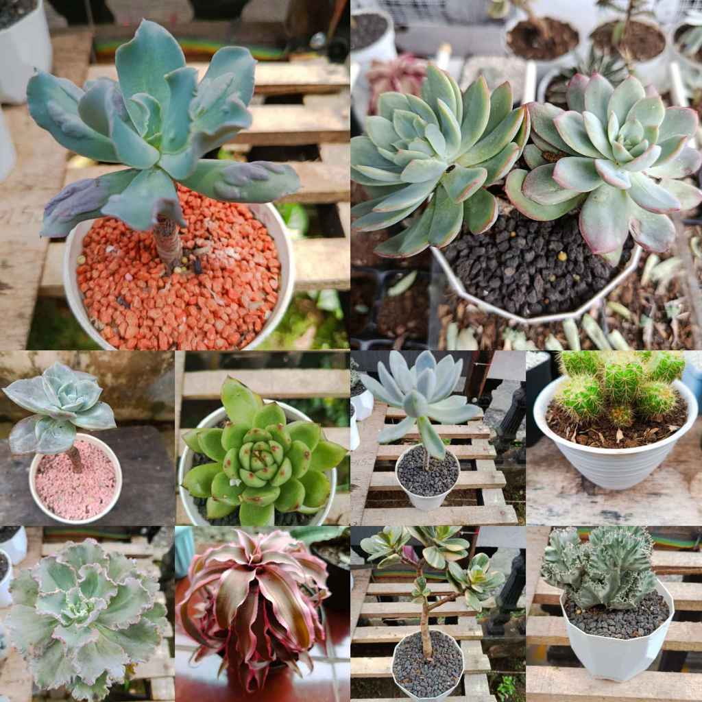 Sukulen ukuran Jumbo Kaktus ukuran Jumbo FREE POT DAN MEDIA TANAM tanaman bonsai hidup tanaman bonsa