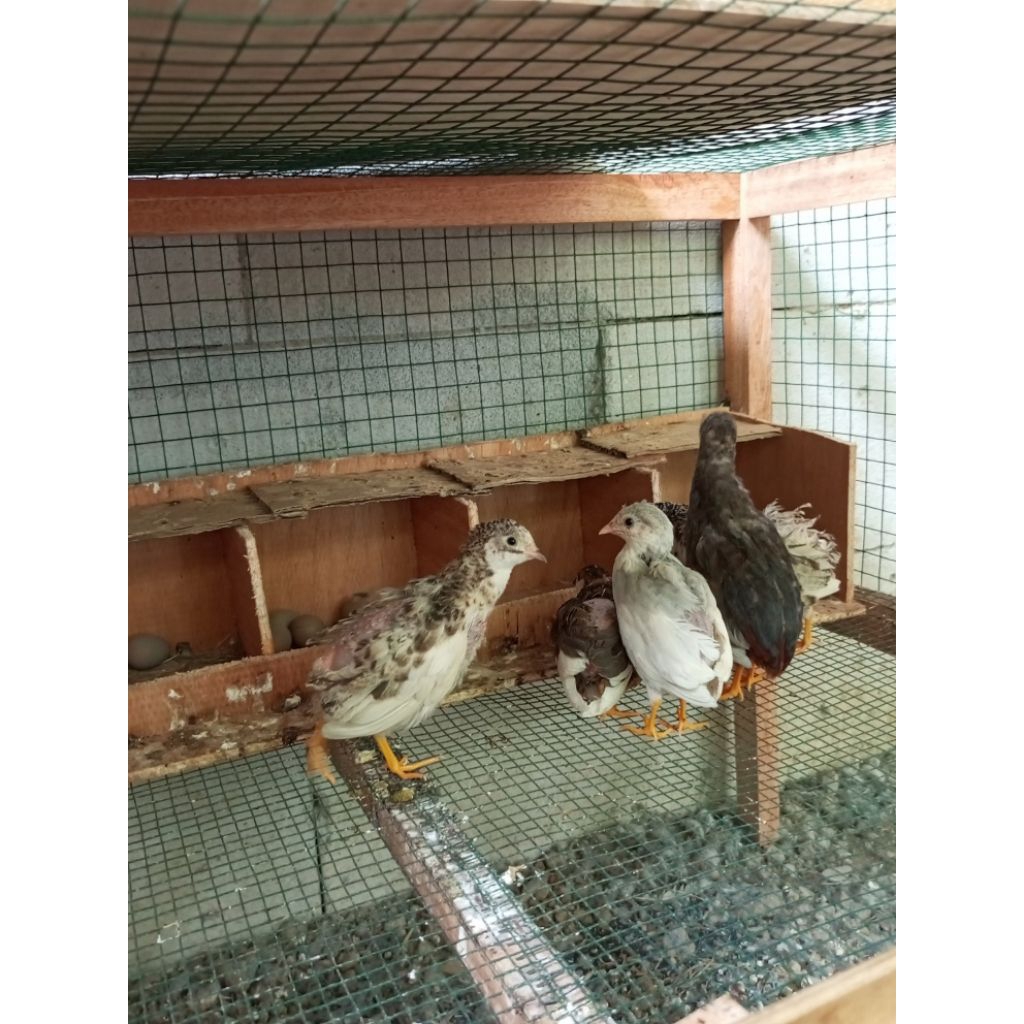 Telur fertil puyuh batu/puyuh hias