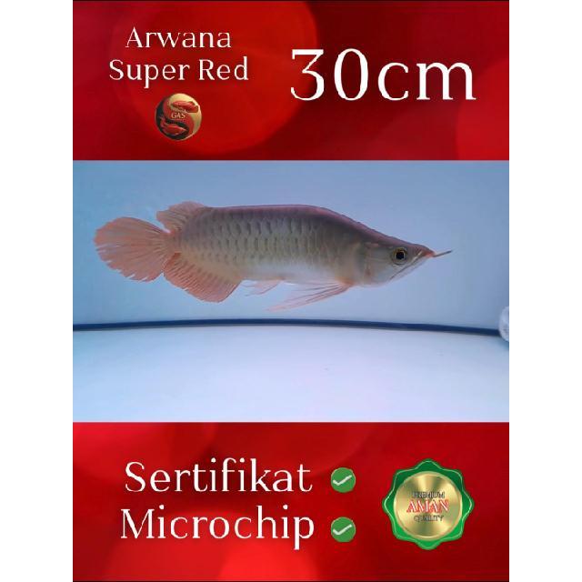 Ikan Arwana Super Red 30cm | Asli Kalimantan | Legalitas Berserti & Microchip | Siap Naik Kelas – Uk