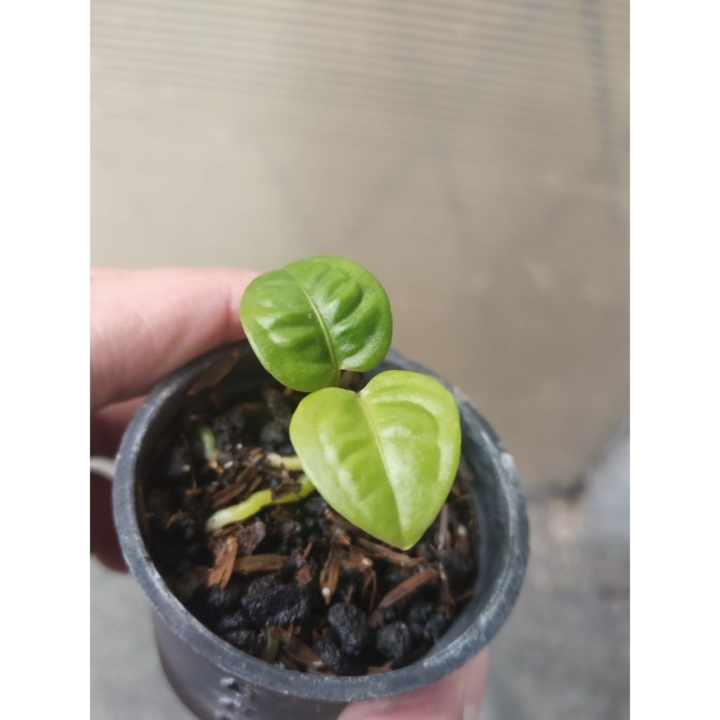 anthurium reflexinervium ori koleksian