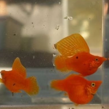 Molly Sunkist Balon Sailfin Sepasang Hiasan Aquarium dan Kolam