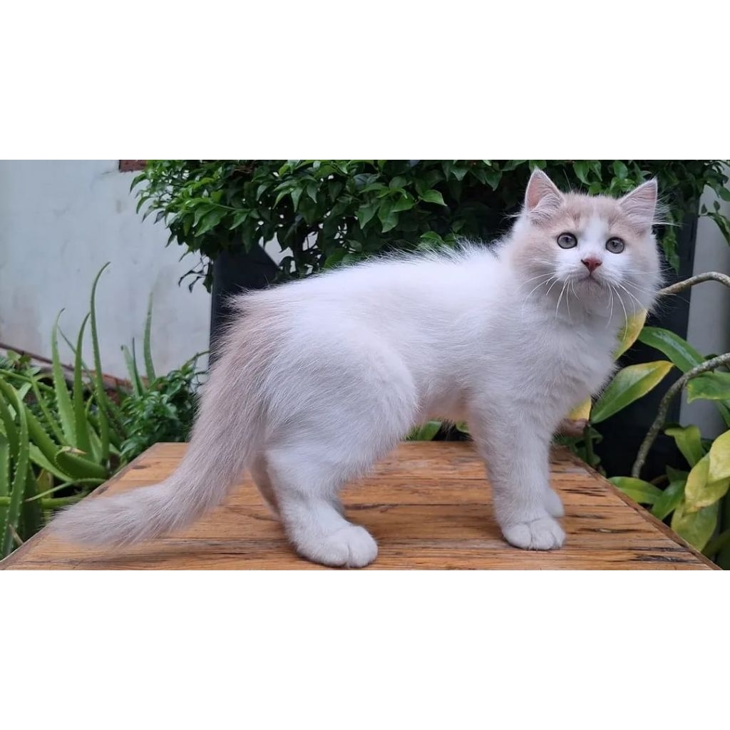 KUCING PERSIA JANTAN 3 BULAN CREAM PUTIH LUCU