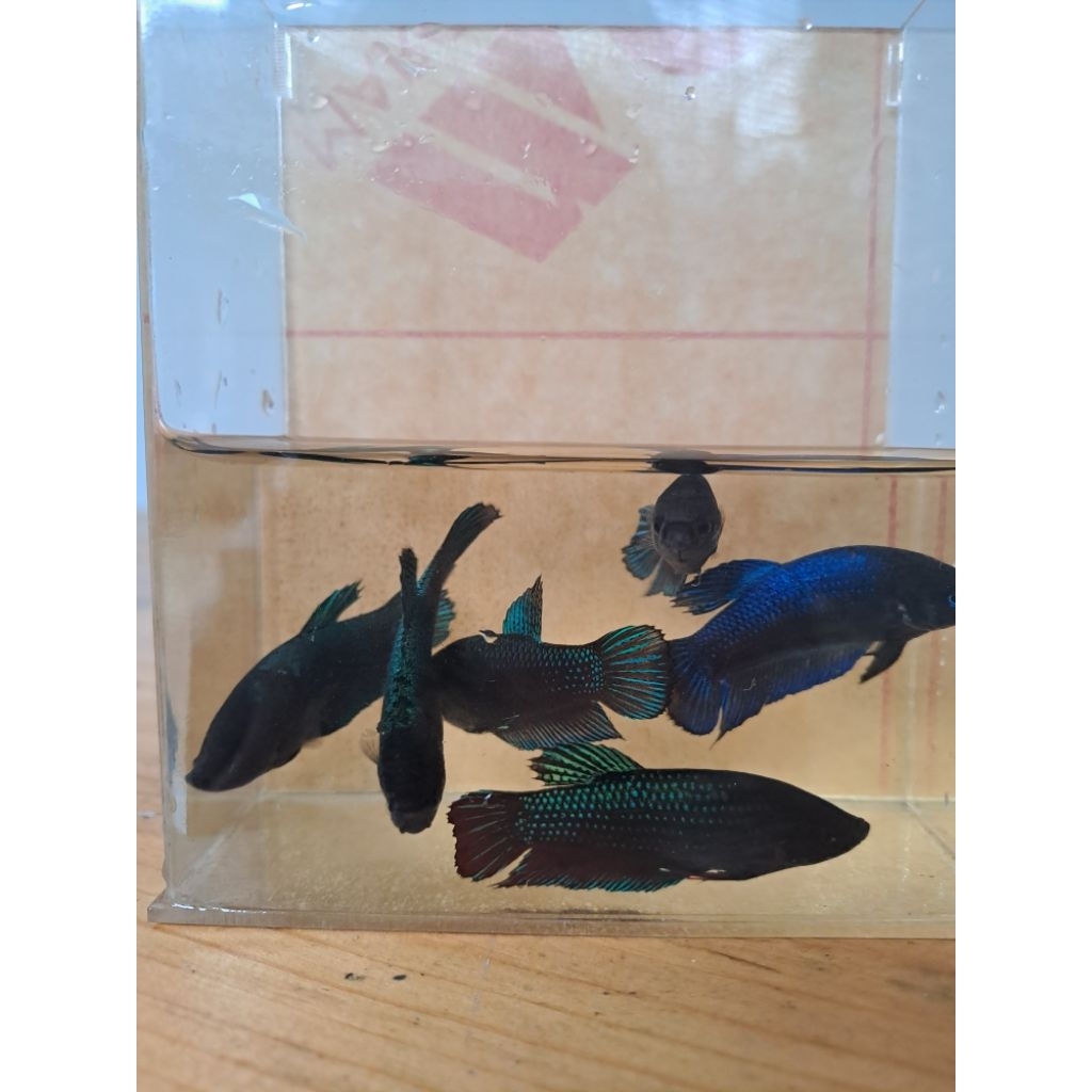 [Foto asli] Ikan Cupang Bagan Betina / Ikan Cupang Female / Betta Fish Female Ukuran L full telur da