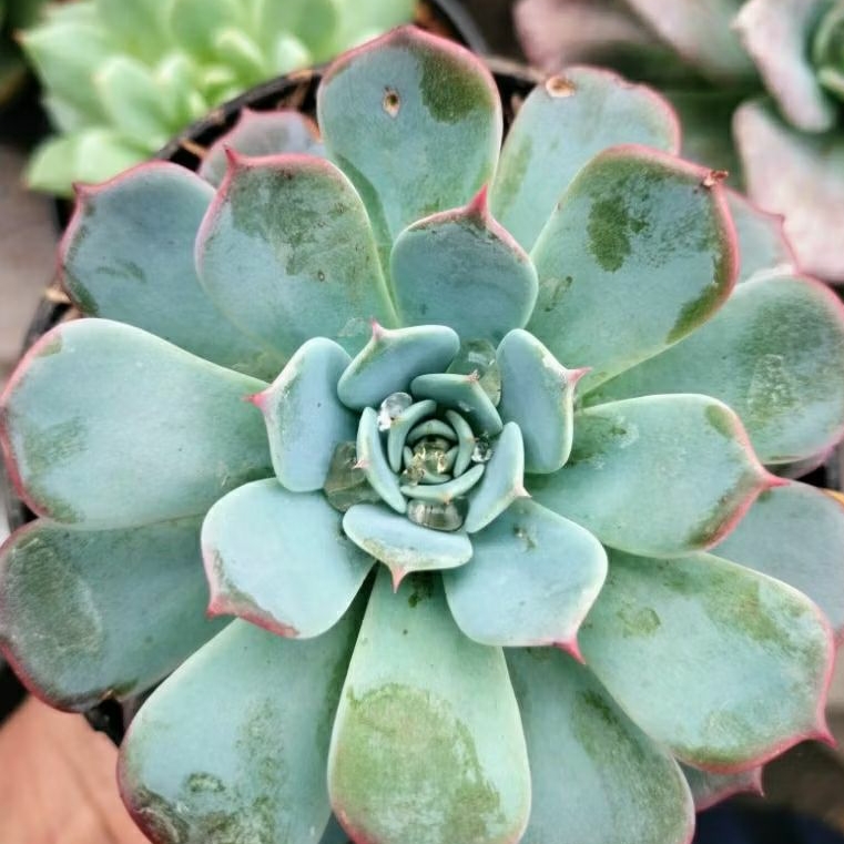 Sukulen Echeveria Laurensis jumbo