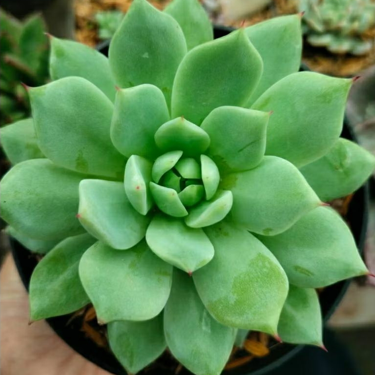 Sukulen Echeveria Tippy Jumbo
