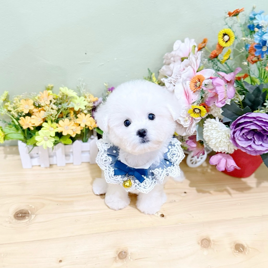 korean mini bichon frise male size super kecil bloodline import korea bukan poodle maltese shihtzu m