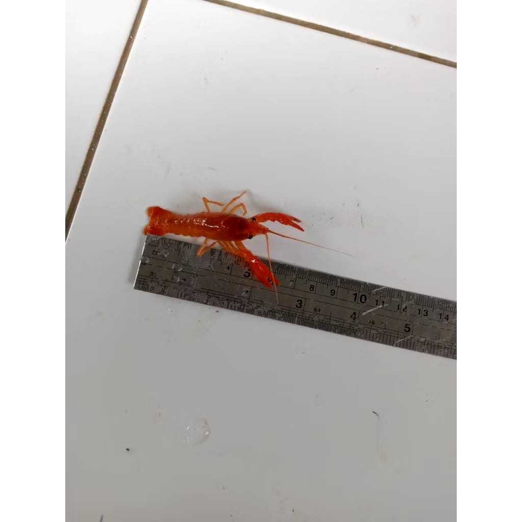 Hiasan aquarium lobster hias air tawar paket 5 ekor 5 jenis Size mulai dari 4 cm sampai 5 cm lobster