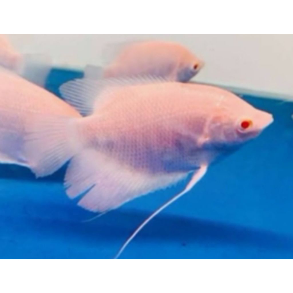 hiasan aquascape gurami padang