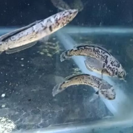 limbata granite 5-6cm full pelet berkualitas full garansi