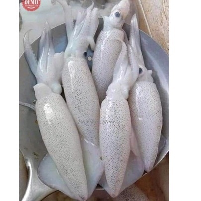 Cumi Cantik Fresh 1kg