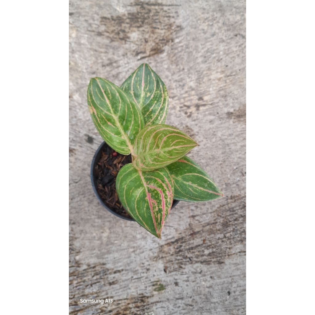 Aglonema Maeswara/Maheswara (Size Baby Daun 5+) (2)