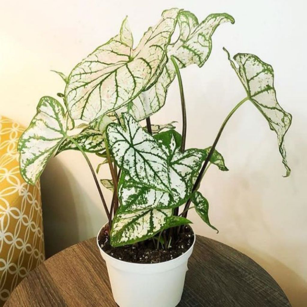 Tanaman hias  keladi putih/lompong putih isi 10