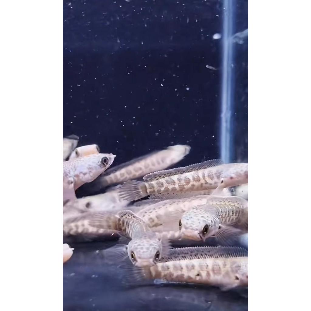 Baby Auranti Maculata Premium