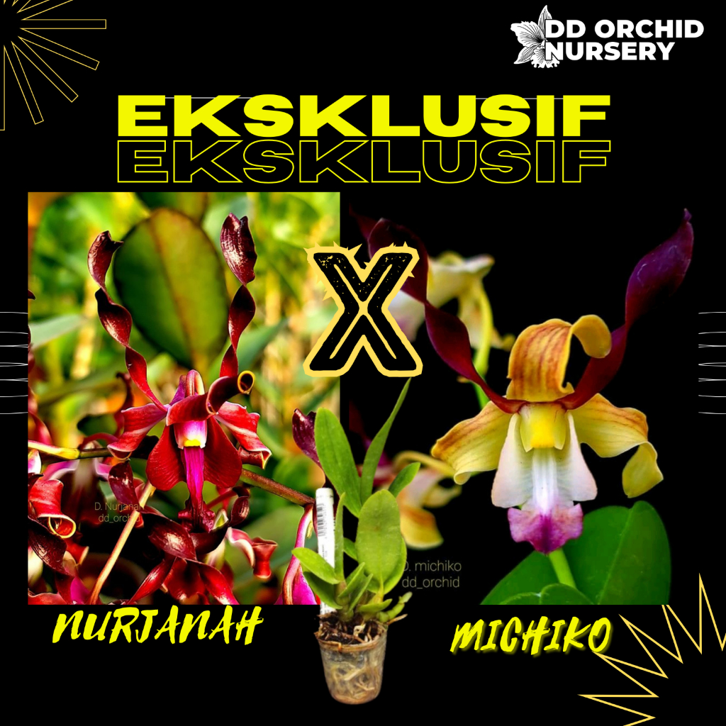 DD Orchid Seedling Anggrek Dendrobium Nurjanah x Den. Michiko