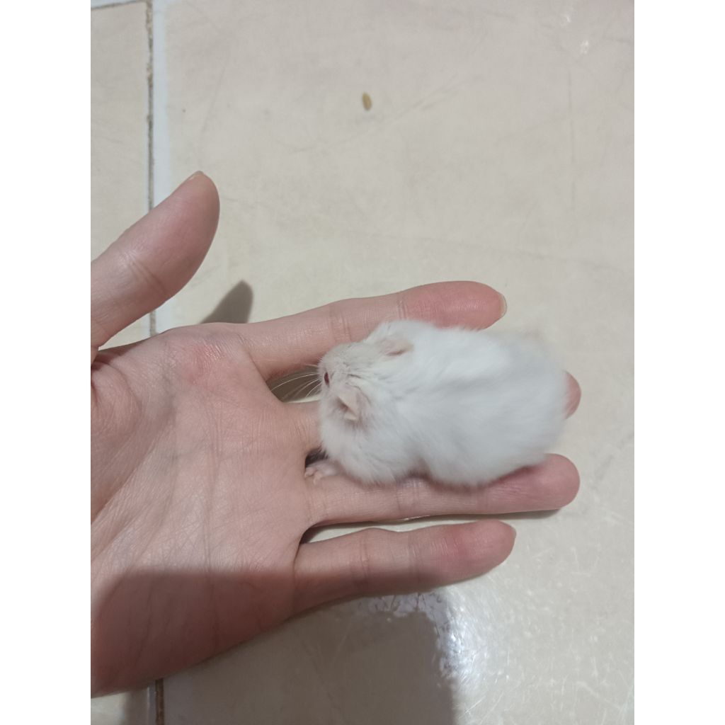 Dijual Anakan Hamster Winter White usia 1-2 bln & Indukan usia 3-6 bln( KHUSUS PENGIRIMAN INSTAN)