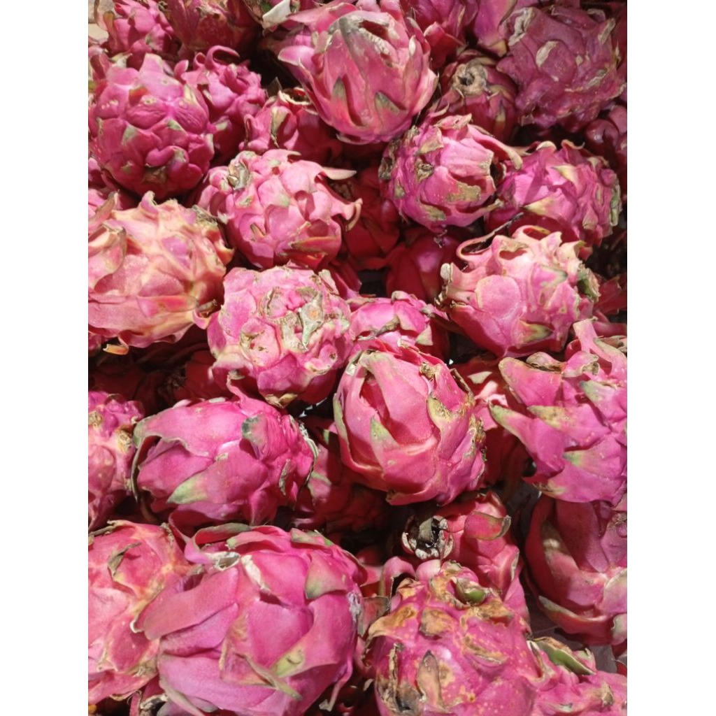 Buah Naga Merah Segar 1kg