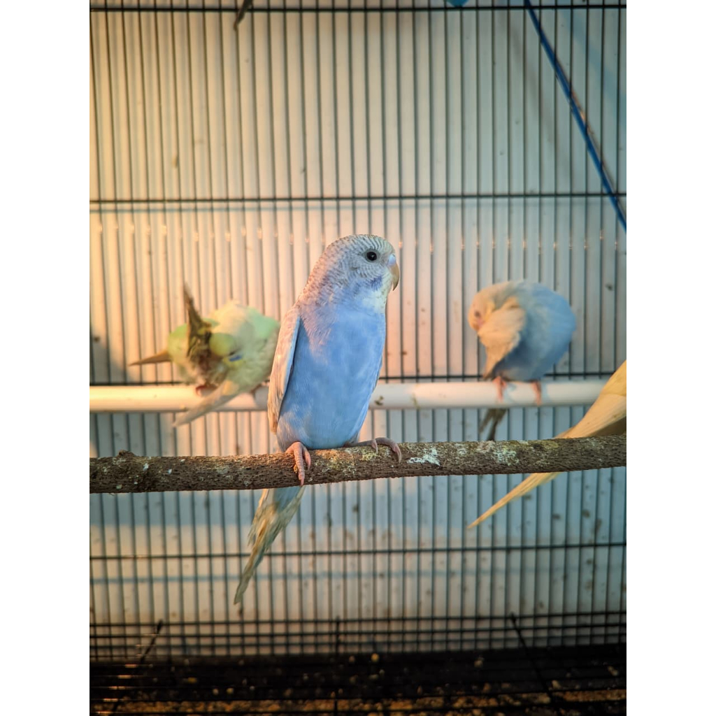 Burung Parkit Lokal Jantan Betina terbaik