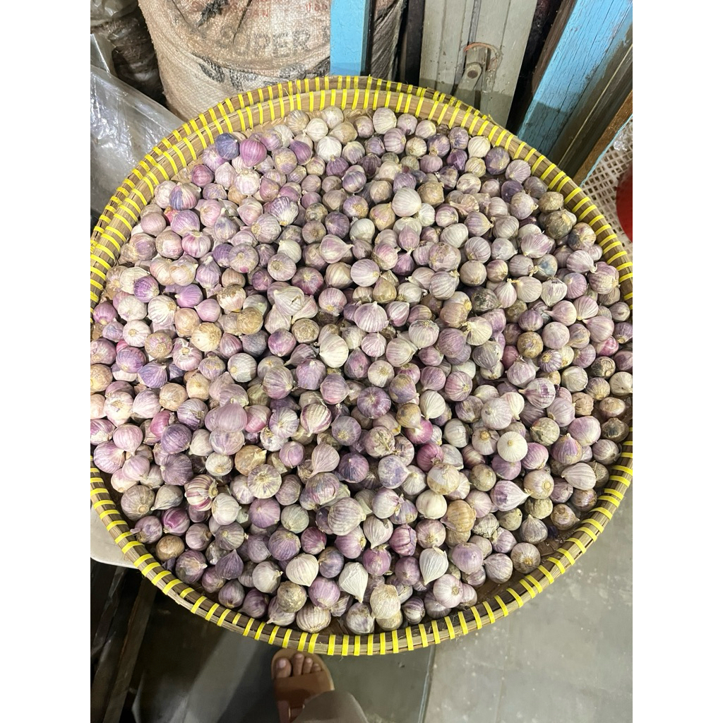 Bawang Lanang Tunggal (1Kg)