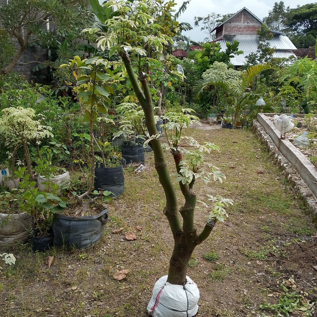 Bonsai taman randu variegata sesuai foto